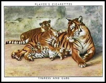 23 Tigress and Cubs